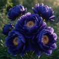 Peony Roots，Easy Grow，Low Maintenance，Ideal for Beds Borders, Plant ...