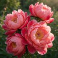 Peony Roots，Easy Grow，Low Maintenance，Ideal for Beds Borders, Plant ...