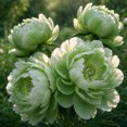 Peony Roots，Easy Grow，Low Maintenance，Ideal for Beds Borders, Plant ...
