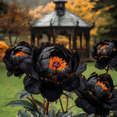thumbnail image 1 of Peony,Shade Plant for Gardens-Easy Grow-Low Maintenance-Ideal for Beds Borders, Plant Pots & Planters, 1 of 3
