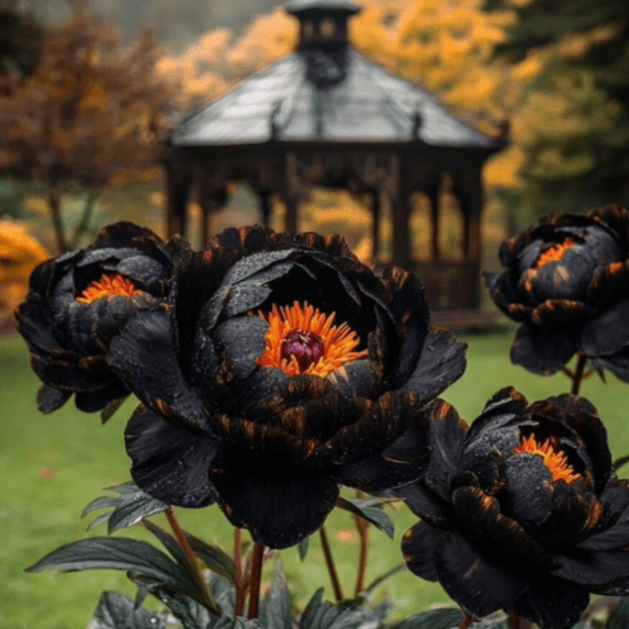 Peony,Shade Plant for Gardens-Easy Grow-Low Maintenance-Ideal for Beds Borders, Plant Pots & Planters