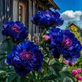 thumbnail image 1 of Peony,Shade Plant for Gardens-Easy Grow-Low Maintenance-Ideal for Beds Borders, Plant Pots & Planters, 1 of 4