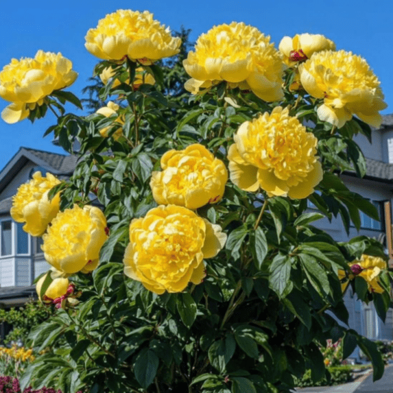 Peony,Shade Plant for Gardens-Easy Grow-Low Maintenance-Ideal for Beds Borders, Plant Pots & Planters