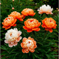 thumbnail image 1 of Peony,Shade Plant for Gardens-Easy Grow-Low Maintenance-Ideal for Beds Borders, Plant Pots & Planters, 1 of 3