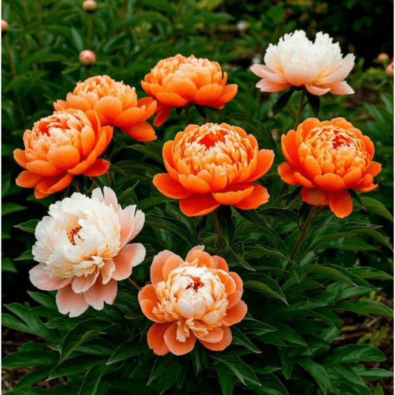 Peony,Shade Plant for Gardens-Easy Grow-Low Maintenance-Ideal for Beds Borders, Plant Pots & Planters