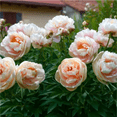 thumbnail image 1 of Peony,Shade Plant for Gardens-Easy Grow-Low Maintenance-Ideal for Beds Borders, Plant Pots & Planters, 1 of 3