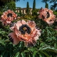thumbnail image 1 of Peony,Shade Plant for Gardens-Easy Grow-Low Maintenance-Ideal for Beds Borders, Plant Pots & Planters, 1 of 4