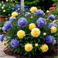 thumbnail image 1 of Peony,Shade Plant for Gardens-Easy Grow-Low Maintenance-Ideal for Beds Borders, Plant Pots & Planters, 1 of 3