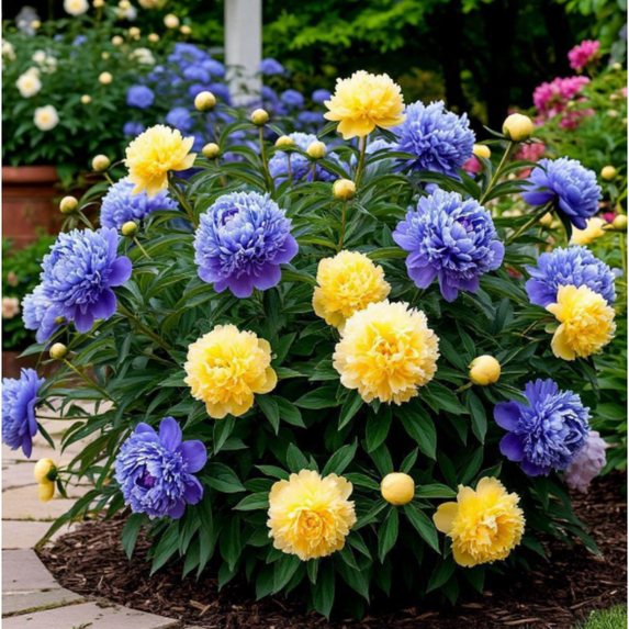 Peony,Shade Plant for Gardens-Easy Grow-Low Maintenance-Ideal for Beds Borders, Plant Pots & Planters