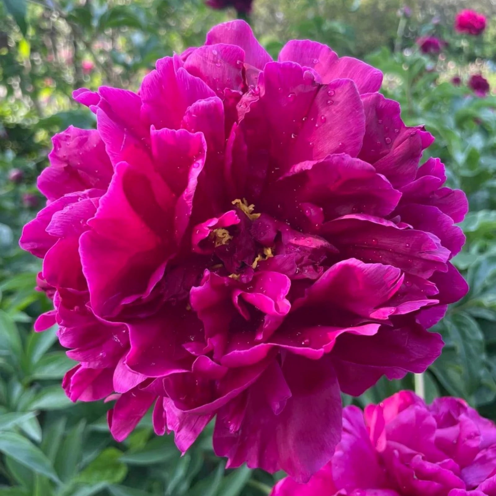 Peony bulbs for planting now,peony bulbs for gardens,peony plants bare