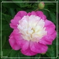 Peony flowers plantPeony tree plantsPeony bulbsPerennial plant with strong adaptability and