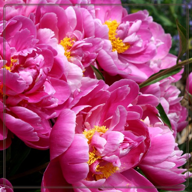 Peony flowers plantPeony tree plantsPeony bulbsPerennial plant with strong adaptability and