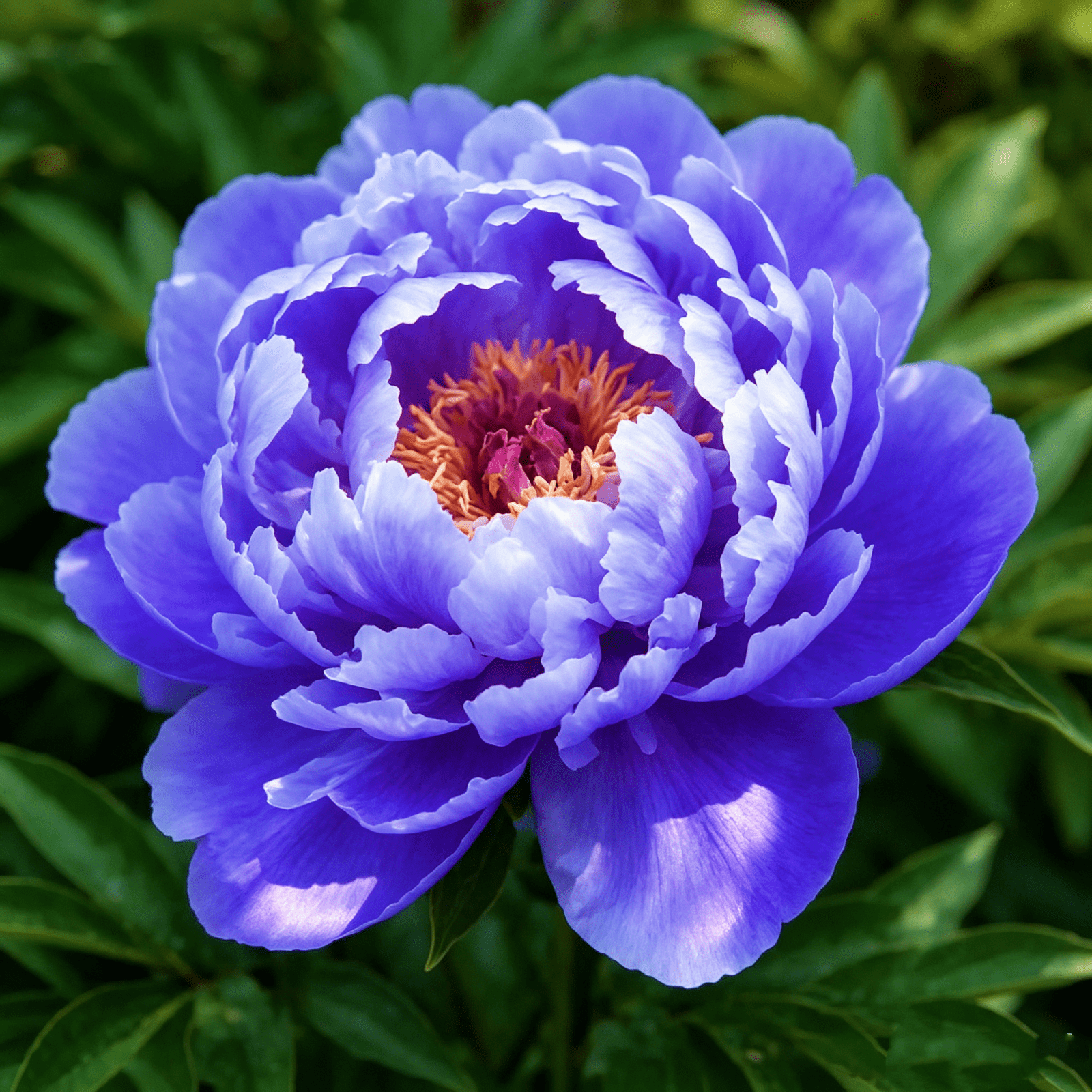 Shop Colorful Peony Bulbs for Beautiful Gardens and Landscaping