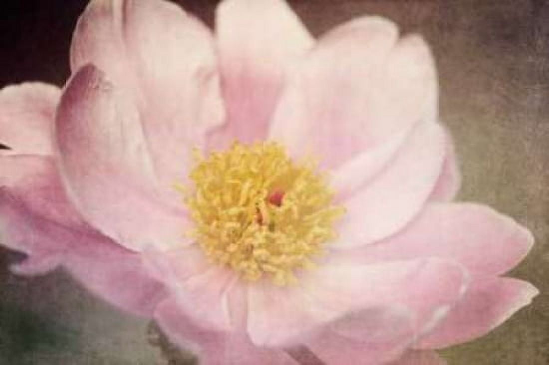 Peony in the Park Canvas Art - Dawn LeBlanc (20 x 28)