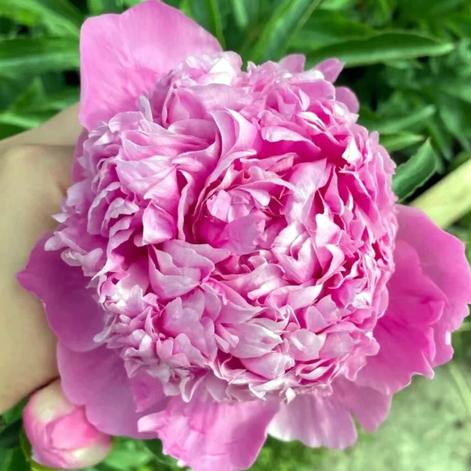 Peony plant,Peony bulbs for planting now,peony bulbs for gardens,peony