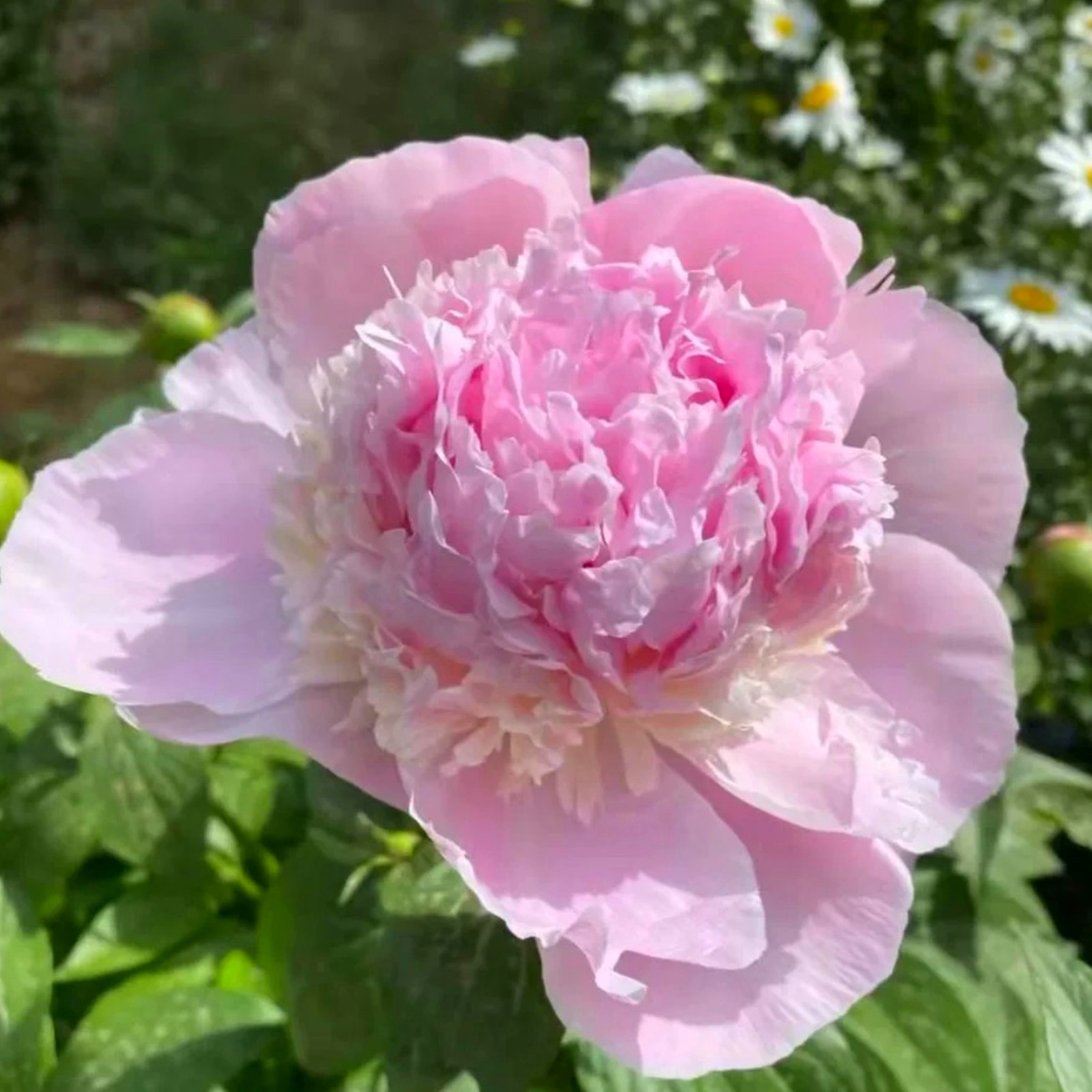 Peony plant,Peony bulbs for planting now,peony bulbs for gardens,peony