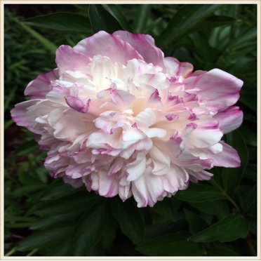 Old Fashioned Peonies Rare Peony Bulbs - Live Perennial Plants For Garden & Indoor Planting (1 Bulb) Peonies Seeds