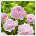 Peony plants for garden ready to plantPeony flowers plantPeony tree