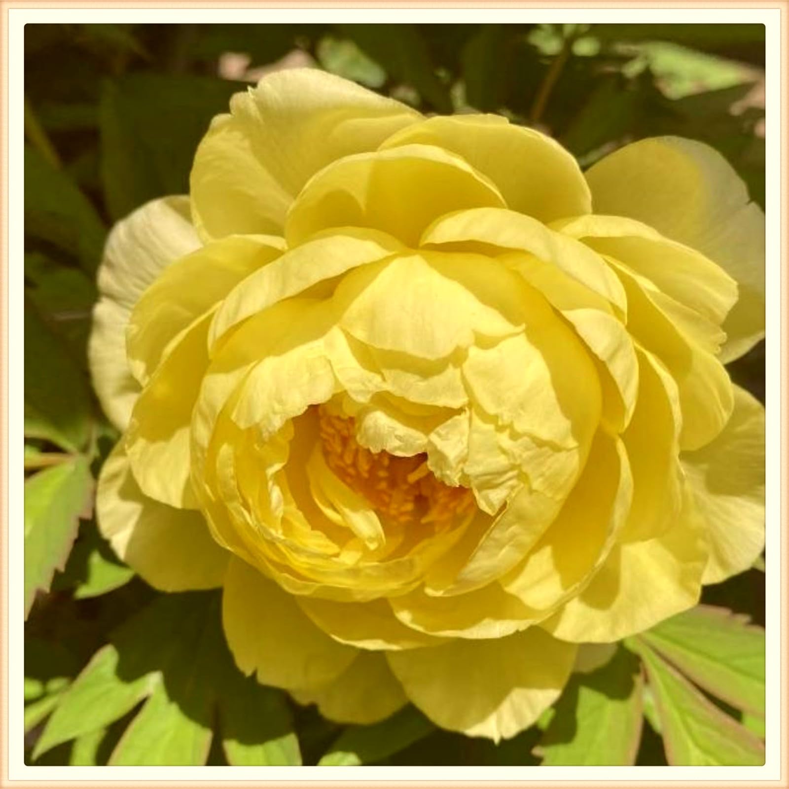 Peony plants for garden ready to plant,peony tubers peony bulbs peony