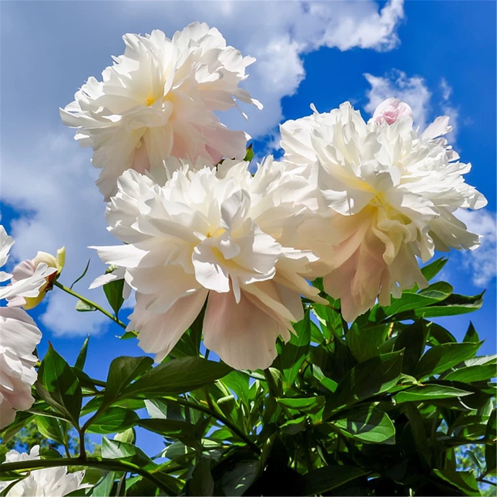 Peony plants live for planting Peony bulbs for gardens Plant in