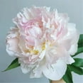 Peony plants live for planting Peony bulbs for gardens Plant in