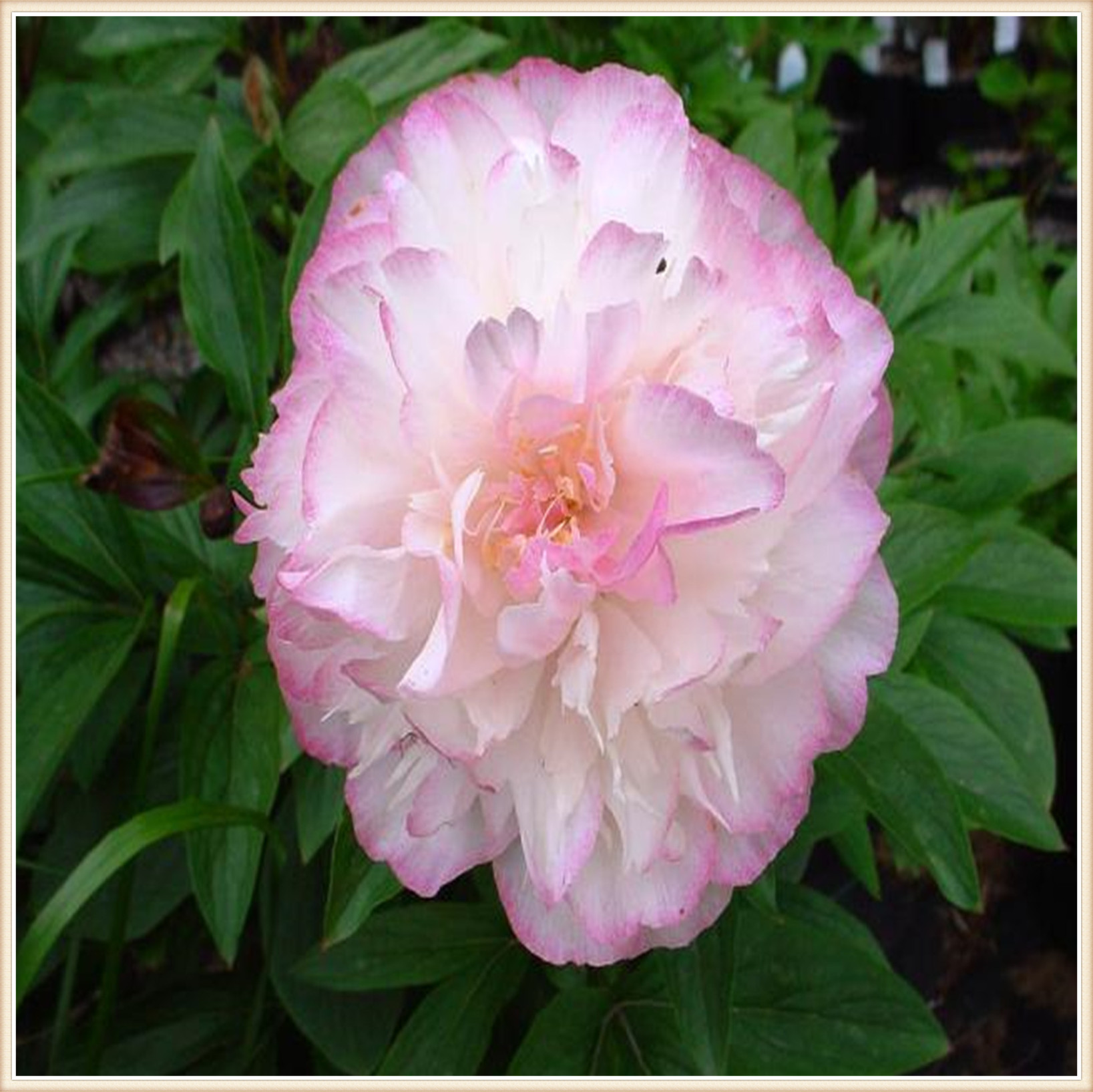 Peony tubers for planting Peony flowers plantPeony tree plantsPeony