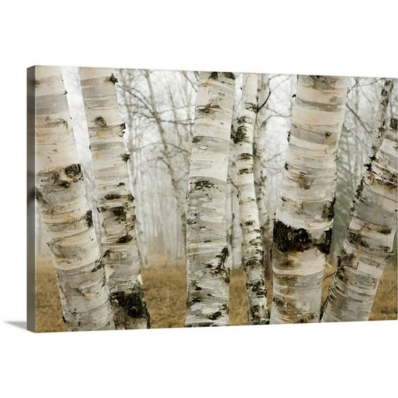Great Big Canvas "Birch Trees In The Fog In Early Spring, Ontario, Canada"  by Susan Dykstra Silver Dark Forest Green   Wrapped Canvas Print Wall Artwork