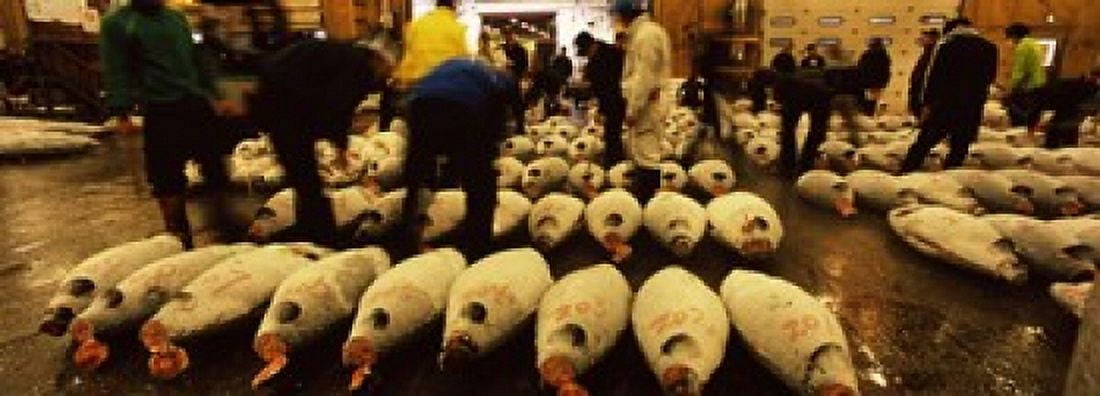 People examining tuna in a fish auction Tsukiji Fish Market Tsukiji Tokyo Prefecture Kanto Region Honshu Japan Canvas Art - Panoramic Images (36 x 13)