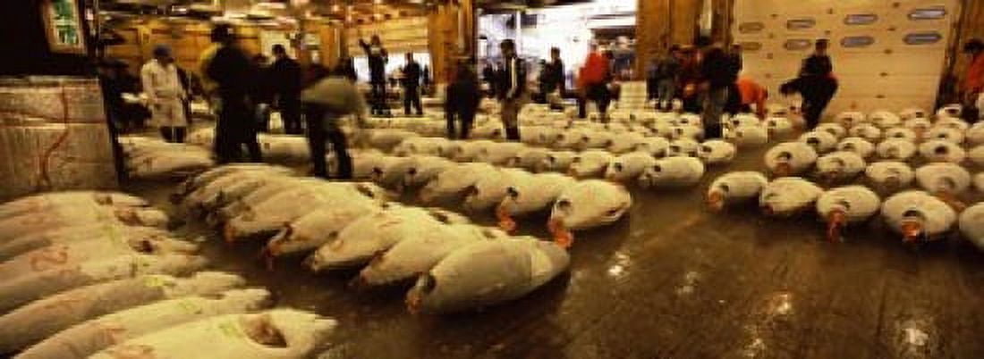 People examining tuna in a fish auction Tsukiji Fish Market Tsukiji Tokyo Prefecture Kanto Region Honshu Japan Canvas Art - Panoramic Images (36 x 13)
