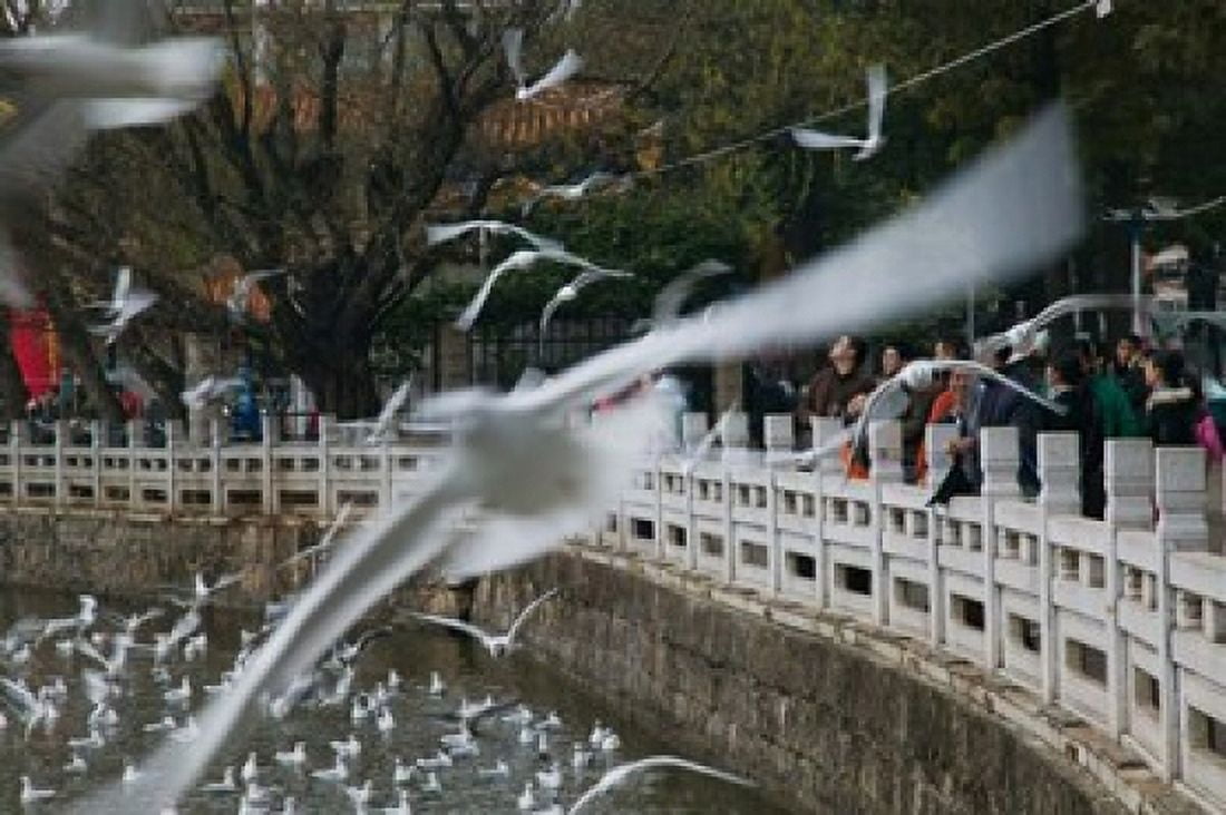 People feeding the gulls in a park Green Lake Park Kunming Yunnan Province China Canvas Art - Panoramic Images (36 x 24)