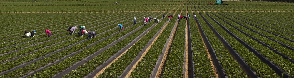 People picking strawberries in a field Ventura California USA Canvas Art - Panoramic Images (36 x 12)