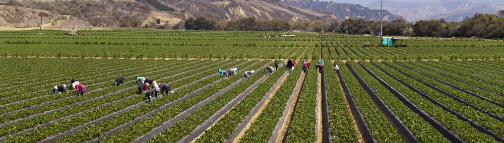 People picking strawberries in a field Ventura California USA Canvas Art - Panoramic Images (36 x 12)