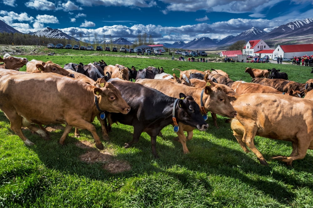 People watch as a dairy cows are set free to roam around after being locked inside Akureyri Iceland Canvas Art - Panoramic Images (27 x 9)