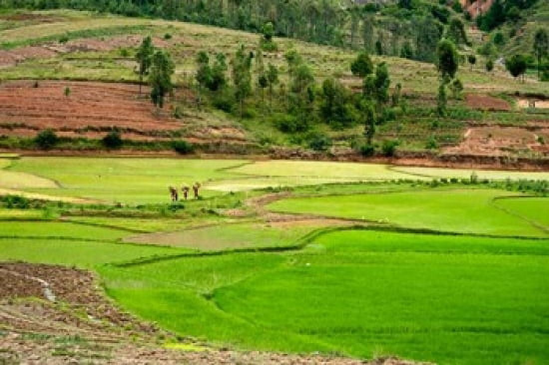 People working in green rice fields Madagascar Canvas Art - Anthony Asael DanitaDelimont (36 x 24)