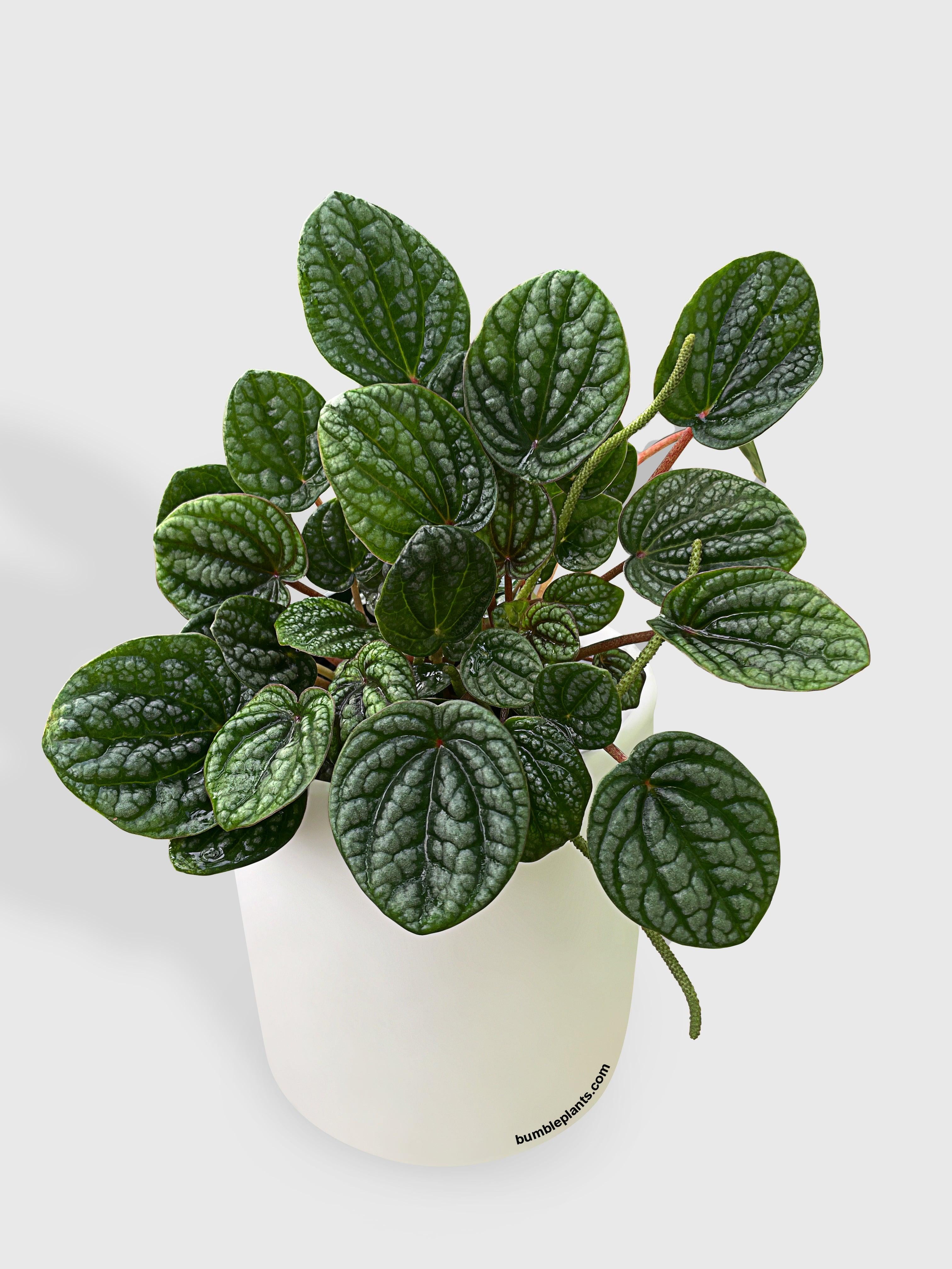 A closer look at Low Maintenance Houseplant Care