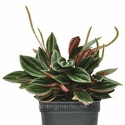 Peperomia Caperata Rosso - Pot Size: 3" (2.6x3.5") - Houseplants, Plants