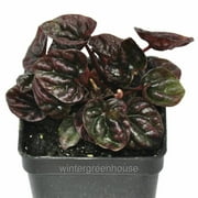 Peperomia Caperata Schumi Red - Pot Size: 3" (2.6x3.5") - Houseplants, Plants