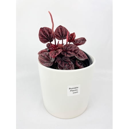 Peperomia Caperata 'Schumi Ripple Red' Live Mature Full Houseplant in Nursery Pot, Easy Low Maintenance Plant by JitoHouse (Bumble Plants)