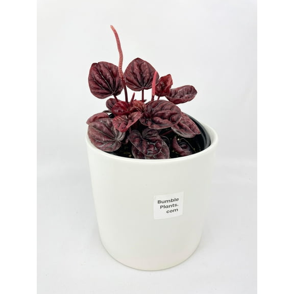 Bumble Plants Peperomia Caperata 'Schumi Ripple Red' - Full Live Colorful Houseplant in Nursery Pot, Easy Care, Indoor Plant for Beginners