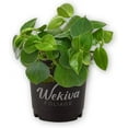 thumbnail image 1 of Peperomia Cupid - Live Plant in 4 Inch Growers Pot - Peperomia Scandens - Rare and Elegant Indoor Houseplant, 1 of 5