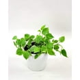 thumbnail image 1 of Peperomia Cupid Variegated - 5 Live Plants in 4 Inch Growers Pots - Peperomia Scandens Variegata - Rare and Elegant Indoor Houseplant, 1 of 5