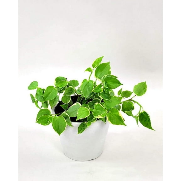 Peperomia Cupid Variegated - Live Plant in a 4 Inch Growers Pot - Peperomia Scandens Variegata - Rare and Elegant Indoor Houseplant