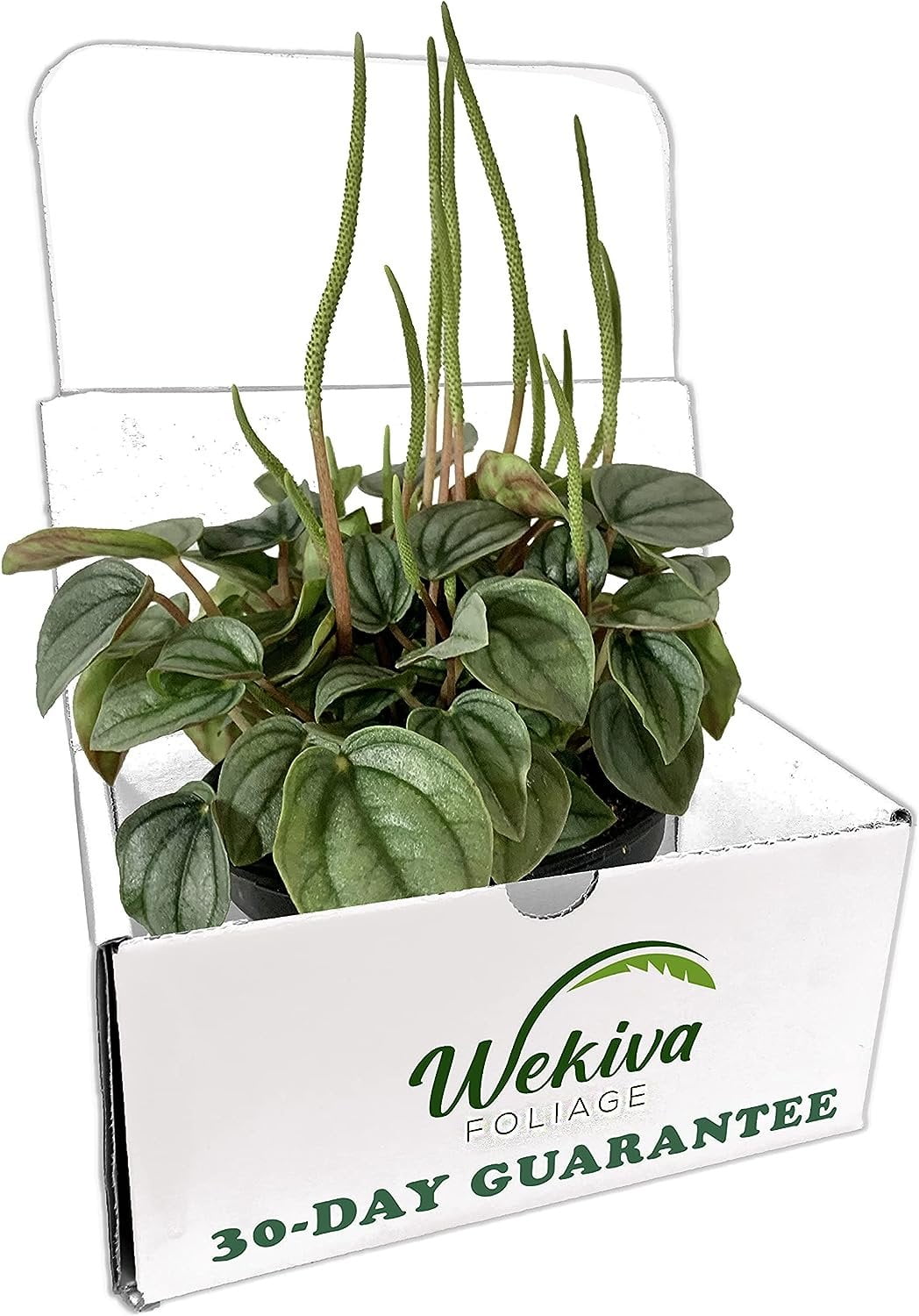 Peperomia Frost 3 Live Plants in 4 Inch Pots Beautiful Clean Air