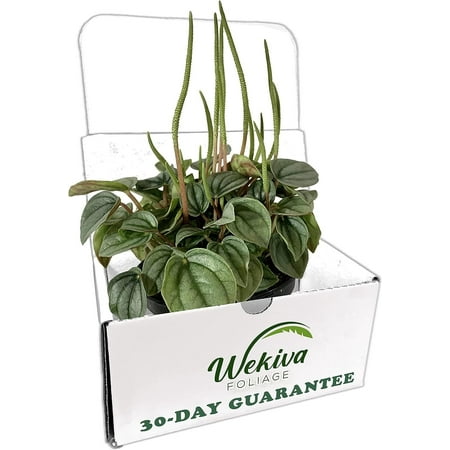 Peperomia Frost - 3 Live Plants in 4 Inch Pots - Beautiful Clean Air Indoor Plant
