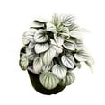thumbnail image 1 of Peperomia Frost Light Green Ripple Pep Caperata, 1 of 3