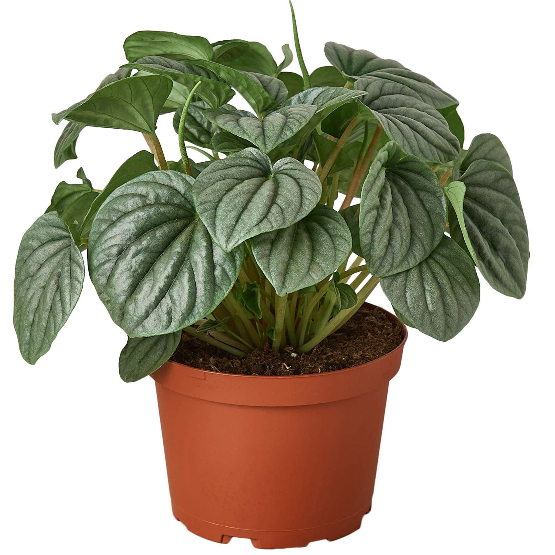 Peperomia Frost Live Plant for Indoor | Different Houseplants in 4'' & 6'' Pot | Real House Plant for Living Room, Office, Desk & Bathroom | Ivy Silver Leaf Peperomia