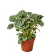 thumbnail image 1 of Peperomia 'Frost' | Live Plant for Indoor & Outdoor, 1 of 6