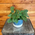 thumbnail image 1 of Peperomia Fuzzy Mystery, 4" Plant, The Plant Farm, 1 of 3