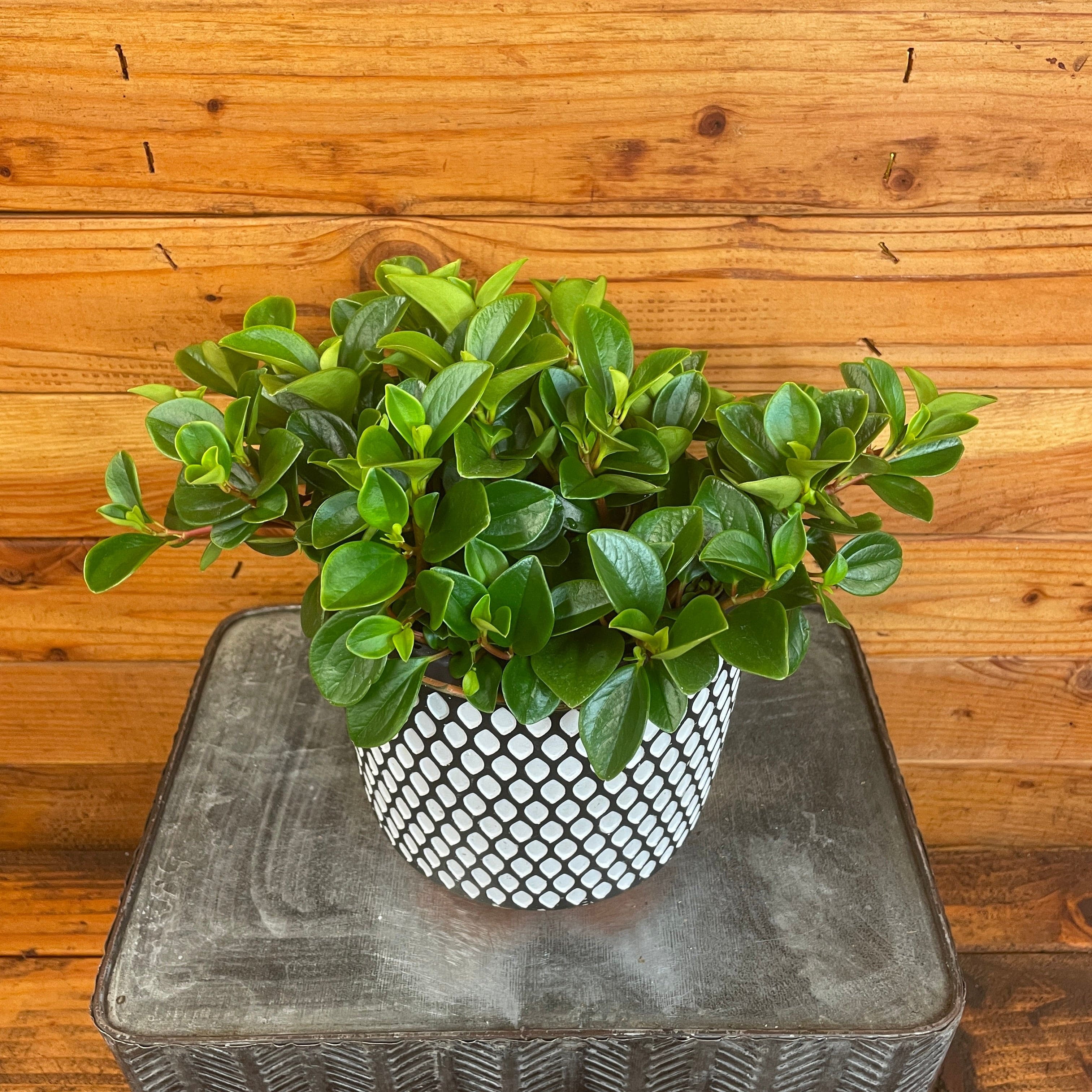 Peperomia Glabella, 6