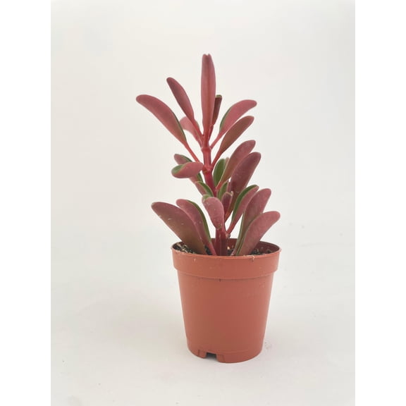 Peperomia Graveolens Ruby Glow Succulent